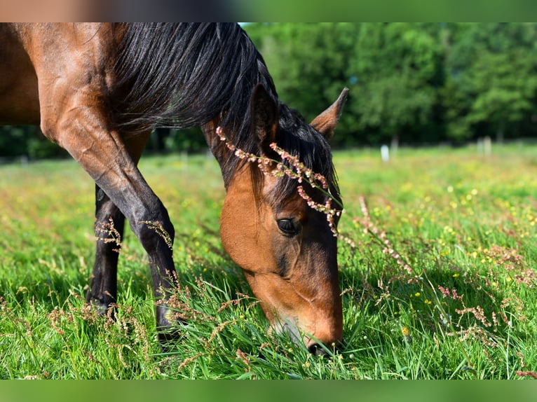 Trotteur allemand Jument 5 Ans 160 cm Bai in Kellinghusen