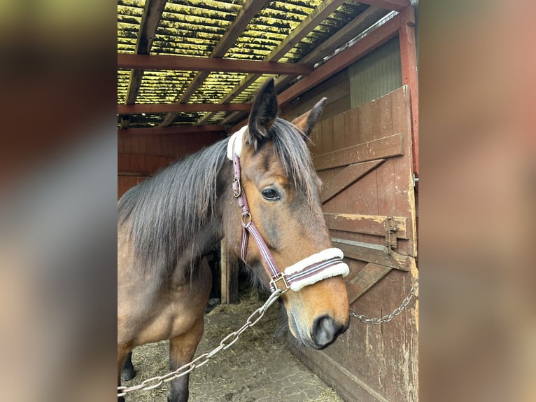 Trotteur allemand Jument 5 Ans 160 cm Bai in Kellinghusen