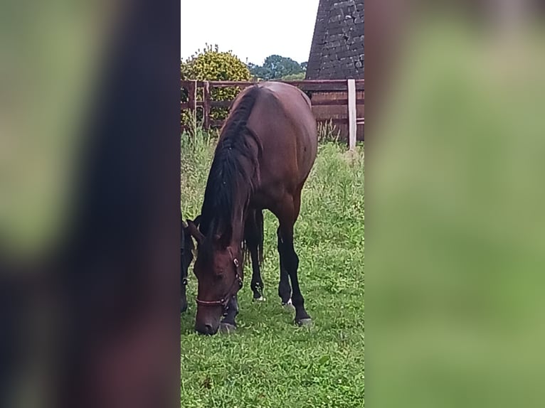 Trotteur allemand Jument 5 Ans 163 cm Bai in Marl