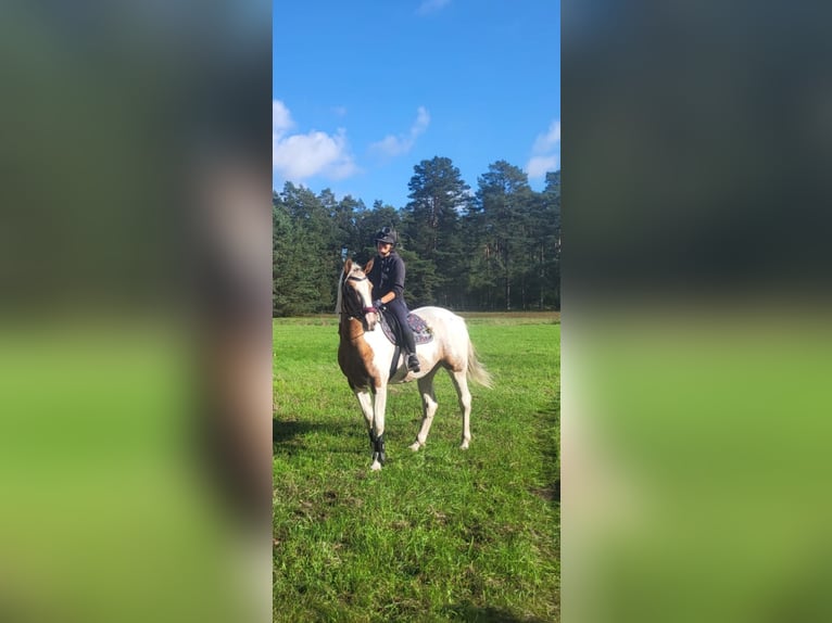 Trotteur allemand Croisé Jument 5 Ans 164 cm Pinto in Kuhfelde