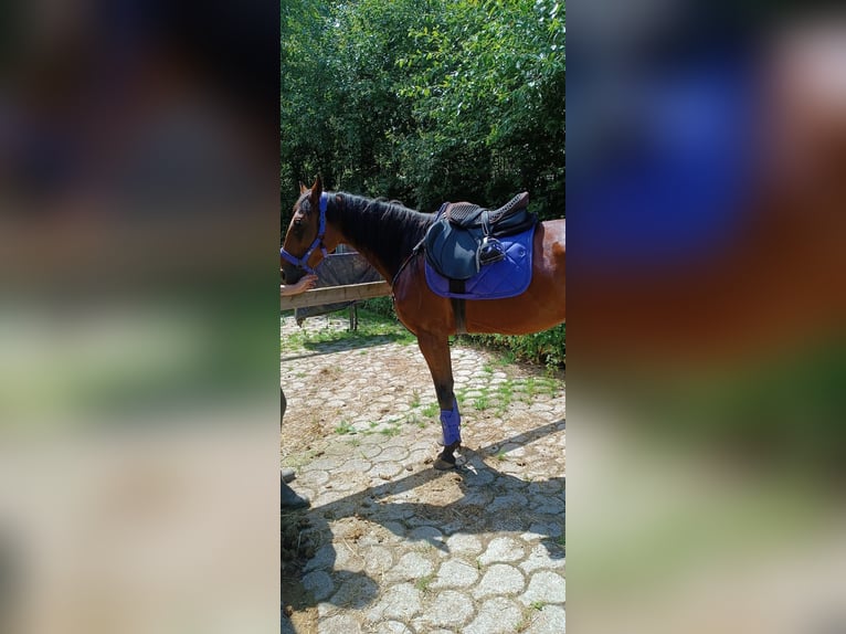 Trotteur allemand Jument 5 Ans 165 cm Bai brun in Frauenau