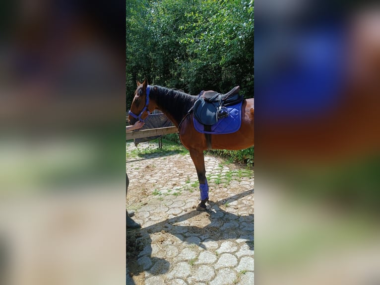 Trotteur allemand Jument 5 Ans 165 cm Bai brun in Frauenau