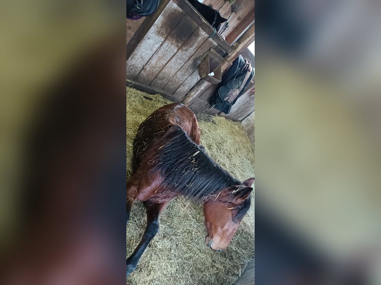 Trotteur allemand Jument 5 Ans 165 cm Bai brun in Frauenau