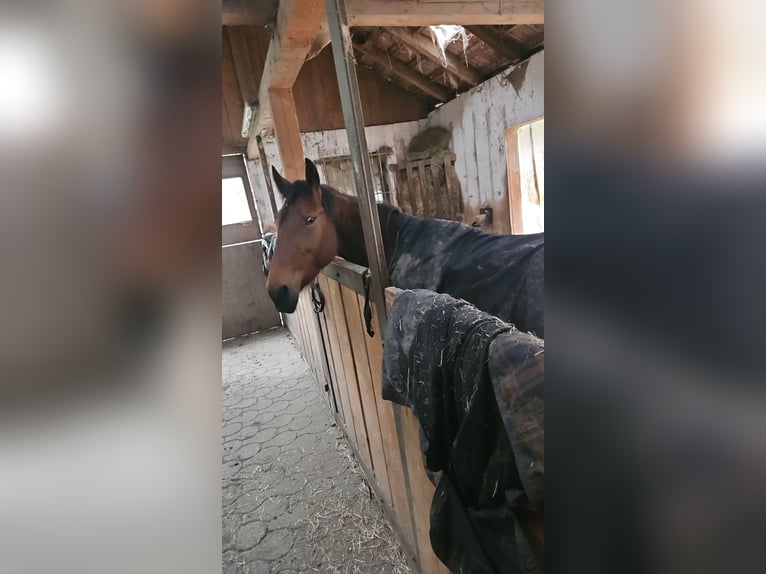 Trotteur allemand Jument 5 Ans 165 cm Bai brun in Frauenau