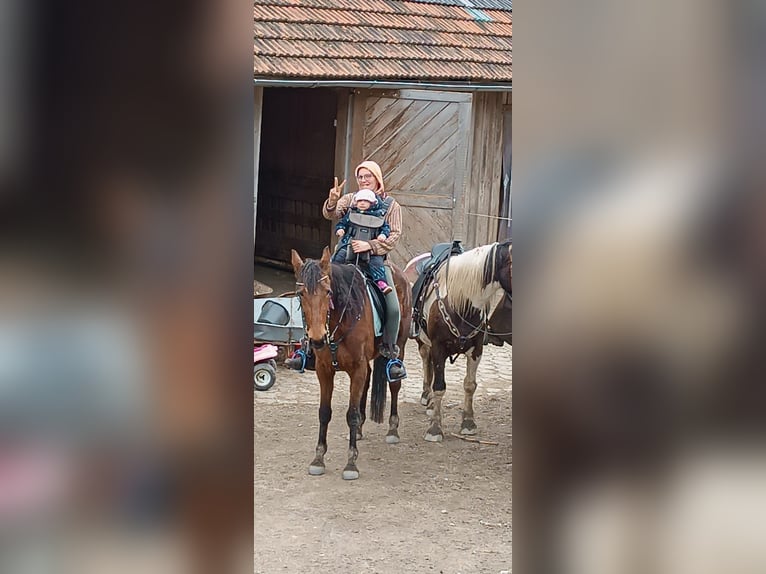 Trotteur allemand Jument 5 Ans 165 cm Bai brun in Frauenau