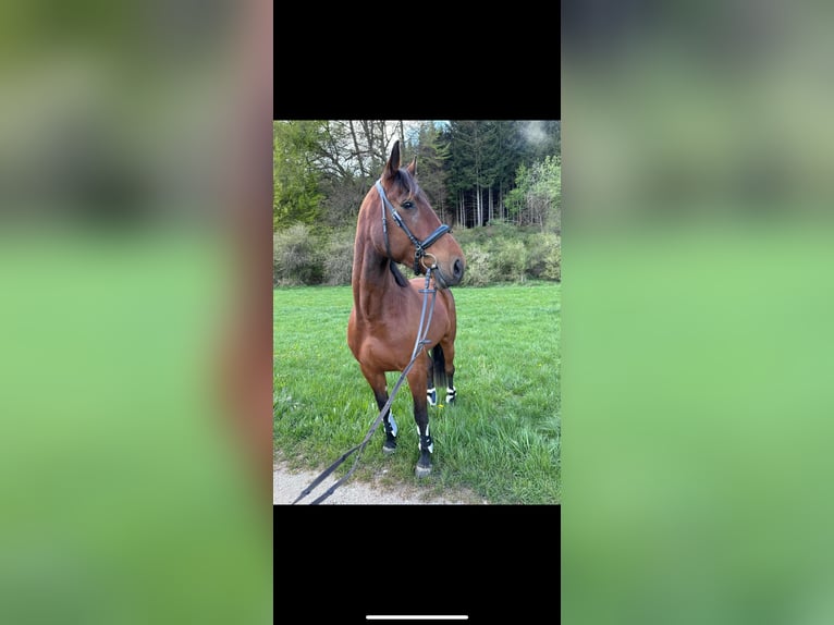 Trotteur allemand Jument 5 Ans 168 cm Bai in Landsberg am Lech