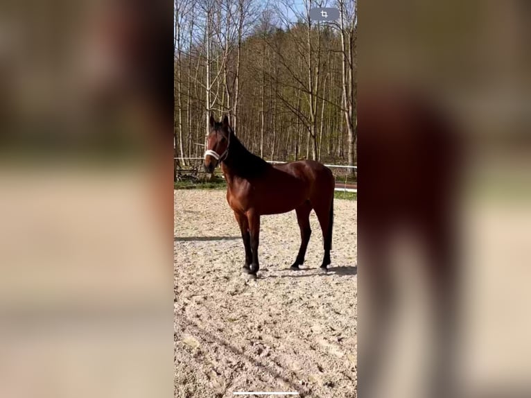 Trotteur allemand Jument 5 Ans 168 cm Bai in Landsberg am Lech