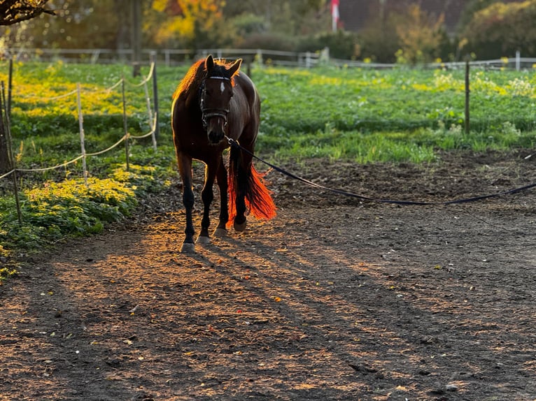Trotteur allemand Jument 5 Ans Bai in Oftering