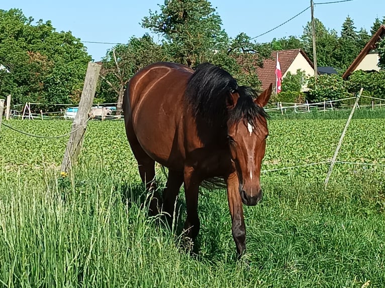 Trotteur allemand Jument 5 Ans Bai in Oftering
