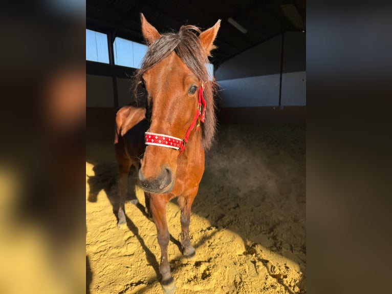 Trotteur allemand Jument 6 Ans 150 cm Bai in Recklinghausen