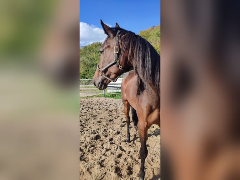 Trotteur allemand Jument 6 Ans 160 cm Bai brun in Gelsenkirchen