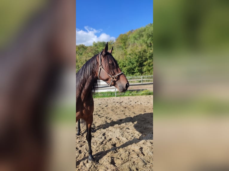 Trotteur allemand Jument 6 Ans 160 cm Bai brun in Gelsenkirchen