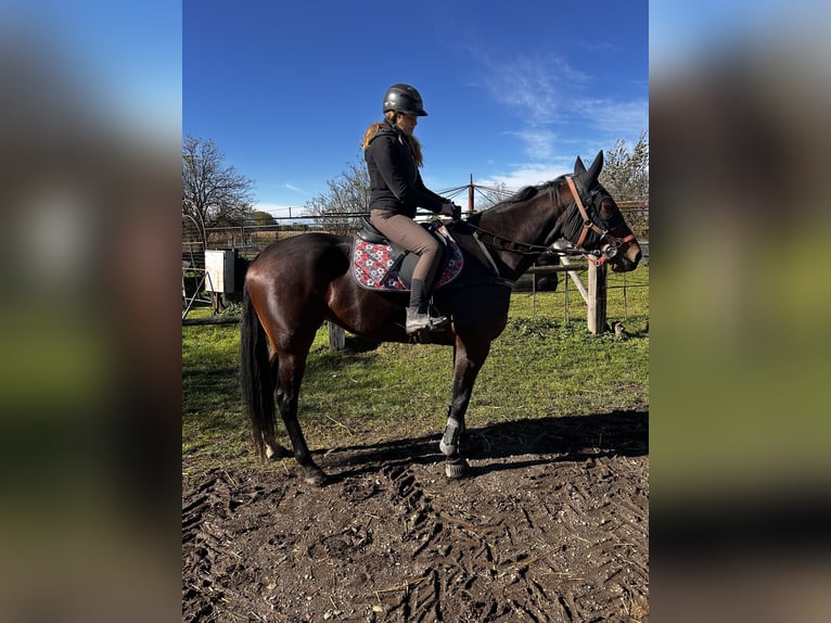 Trotteur allemand Jument 6 Ans 165 cm Bai in Bierbaum am Kleebühel