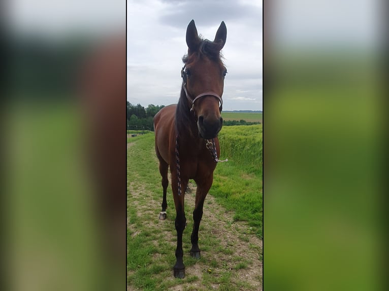 Trotteur allemand Jument 7 Ans 155 cm Bai in Steinhaus