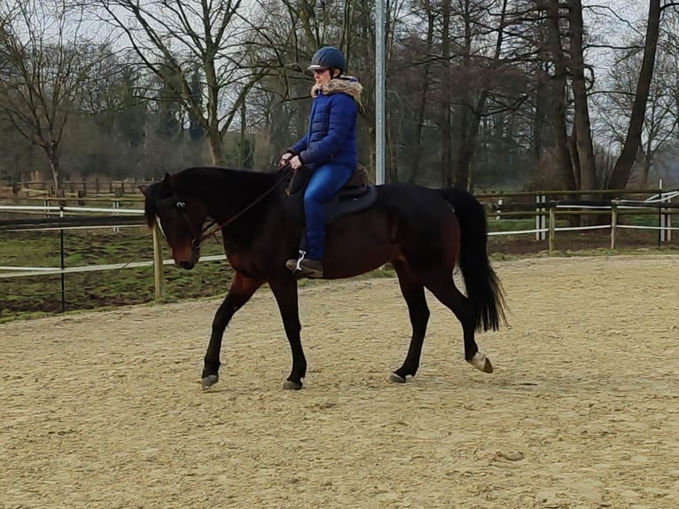 Trotteur allemand Jument 7 Ans 162 cm Bai brun in Datteln