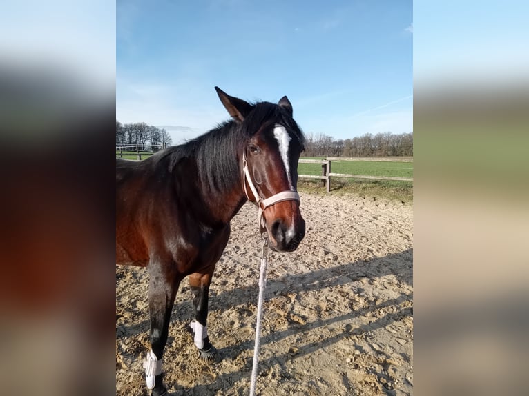 Trotteur allemand Jument 7 Ans 162 cm Bai in Datteln