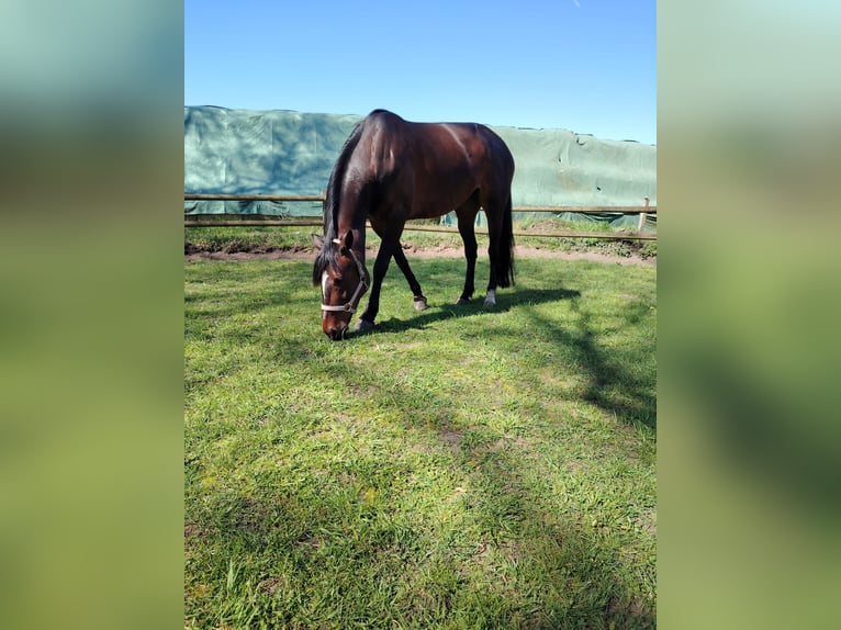 Trotteur allemand Jument 7 Ans 162 cm Bai in Datteln