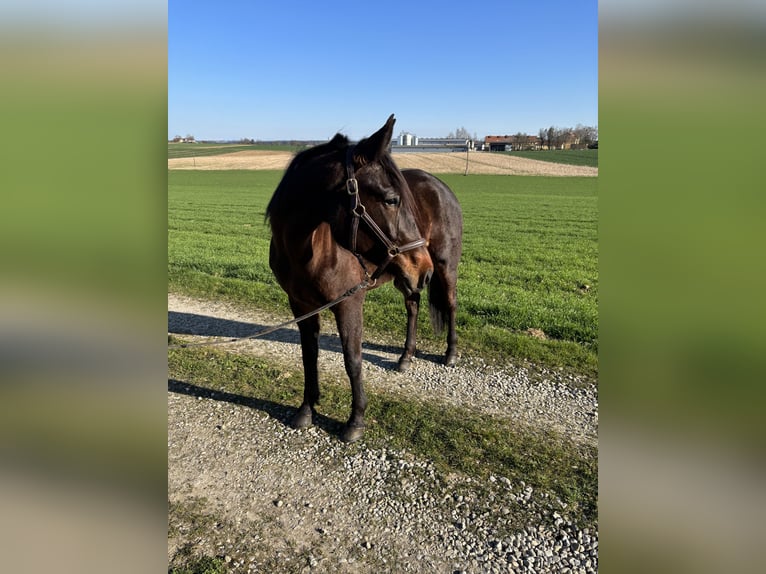Trotteur allemand Jument 7 Ans 165 cm Bai brun in Tann