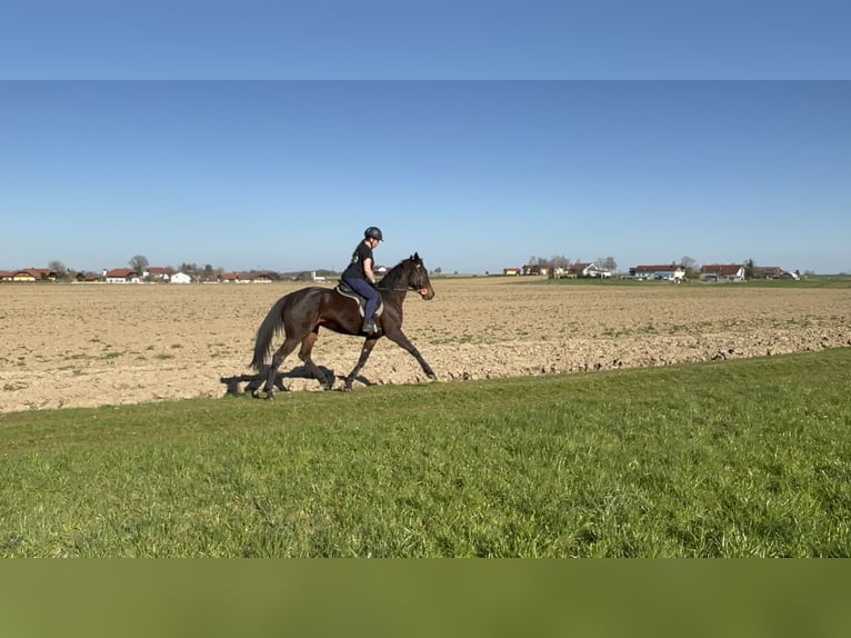 Trotteur allemand Jument 7 Ans 165 cm Bai brun in Tann