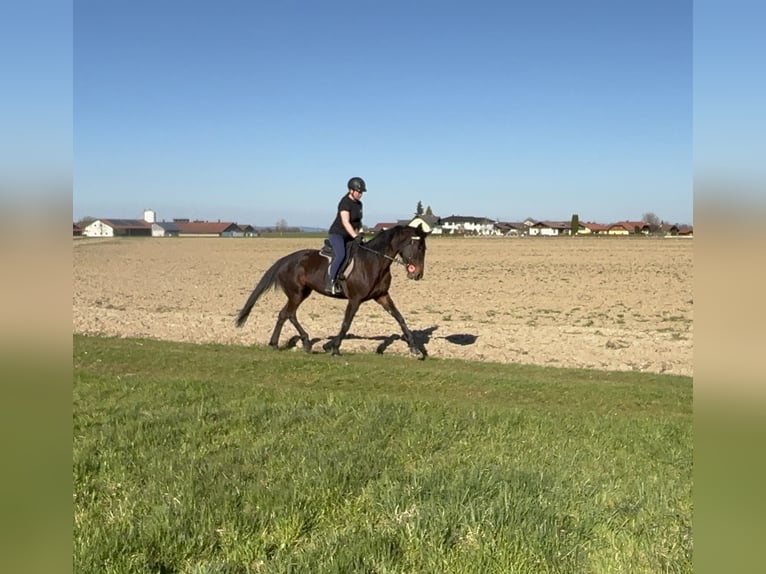 Trotteur allemand Jument 7 Ans 165 cm Bai brun in Tann