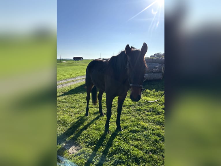 Trotteur allemand Jument 7 Ans 165 cm Bai brun in Tann