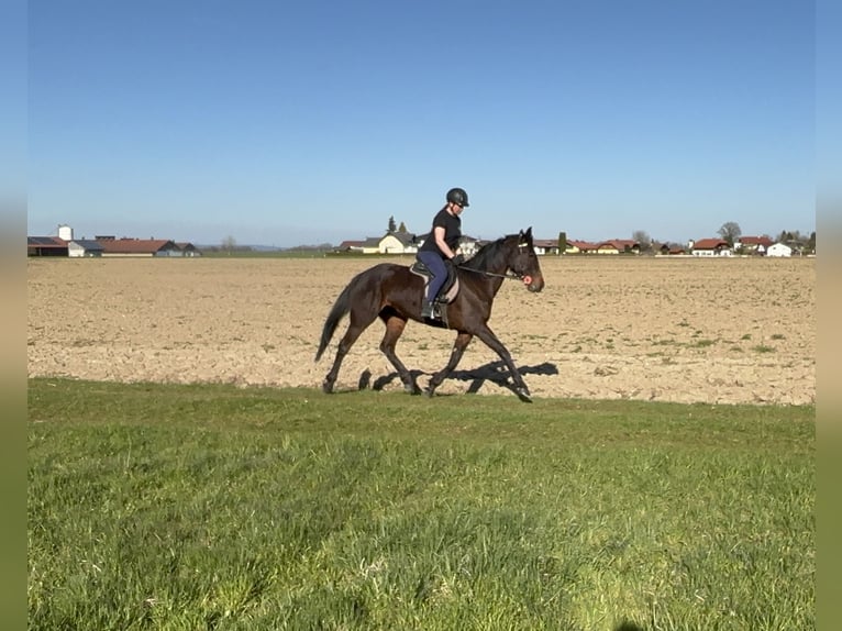 Trotteur allemand Jument 7 Ans 165 cm Bai brun in Tann