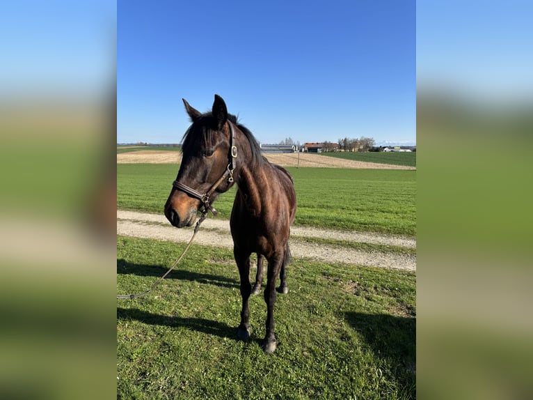 Trotteur allemand Jument 7 Ans 165 cm Bai brun in Tann