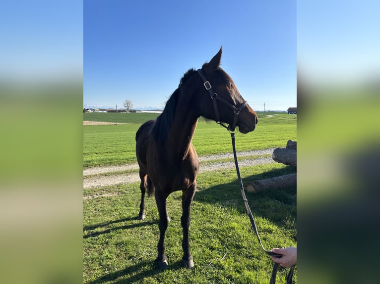 Trotteur allemand Jument 7 Ans 165 cm Bai brun in Tann