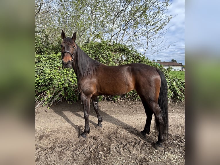 Trotteur allemand Jument 7 Ans 167 cm Bai in Zossen