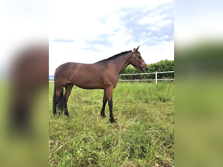 Trotteur allemand Jument 8 Ans 156 cm Bai in Eppelheim