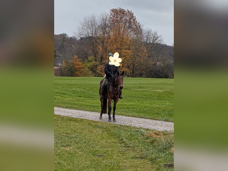 Trotteur allemand Jument 8 Ans 162 cm Bai in Pähl