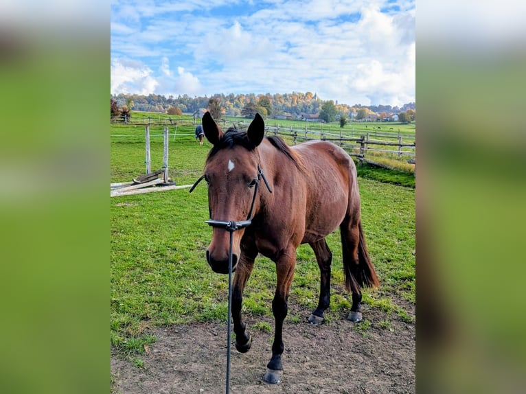 Trotteur allemand Jument 8 Ans 162 cm Bai in Pähl