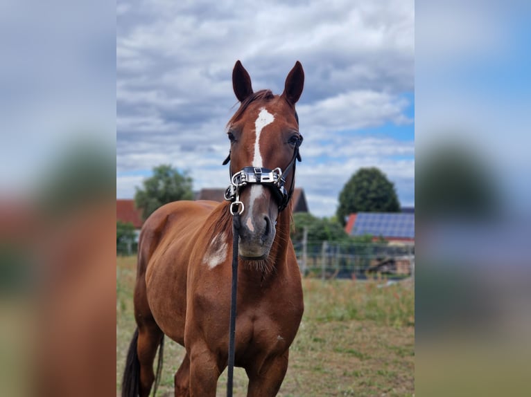 Trotteur allemand Jument 8 Ans 164 cm Alezan in Beelitz