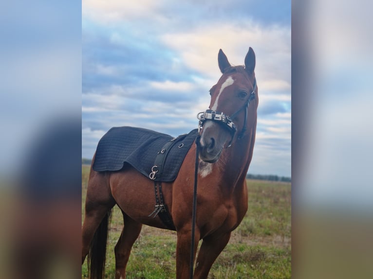 Trotteur allemand Jument 8 Ans 164 cm Alezan in Beelitz