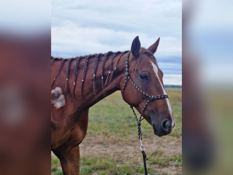 Trotteur allemand Jument 8 Ans 164 cm Alezan in Beelitz
