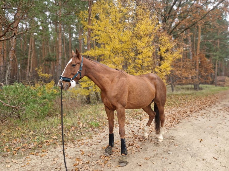 Trotteur allemand Jument 8 Ans 164 cm Alezan in Beelitz
