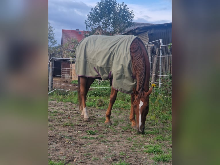 Trotteur allemand Jument 8 Ans 164 cm Alezan in Beelitz