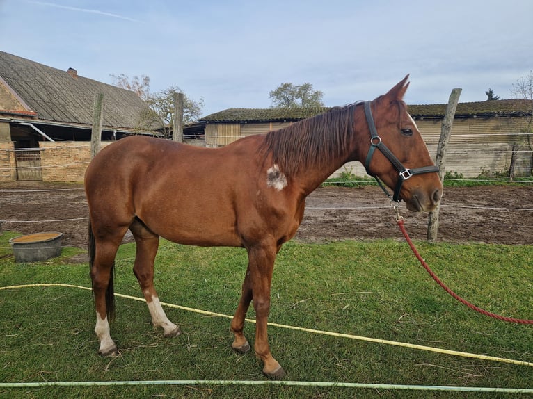 Trotteur allemand Jument 8 Ans 164 cm Alezan in Beelitz