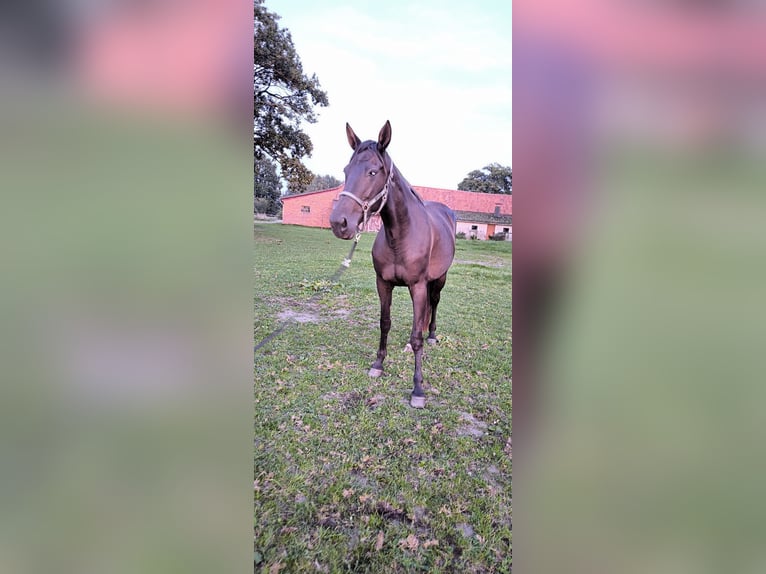 Trotteur allemand Jument 8 Ans 165 cm Bai brun in Verden (Aller)