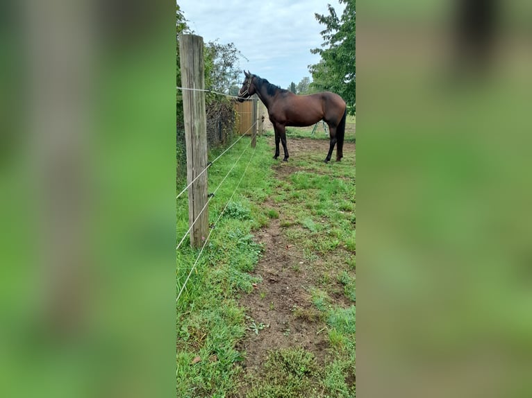 Trotteur allemand Jument 8 Ans 166 cm Bai brun in Karlshuld