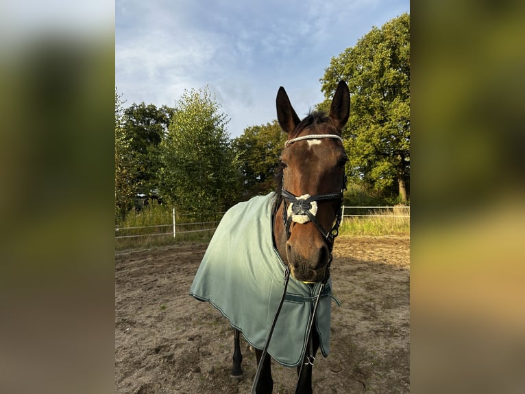 Trotteur allemand Jument 8 Ans 175 cm Bai in Voerde