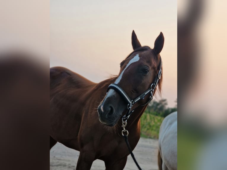 Trotteur allemand Jument 8 Ans 64 cm Alezan in Beelitz