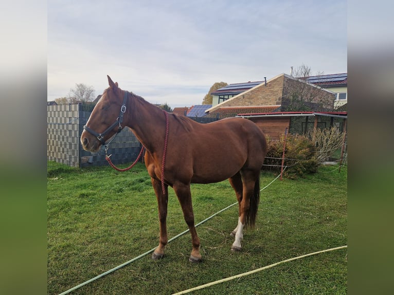 Trotteur allemand Jument 8 Ans 64 cm Alezan in Beelitz