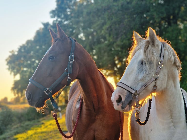 Trotteur allemand Jument 8 Ans 64 cm Alezan in Beelitz