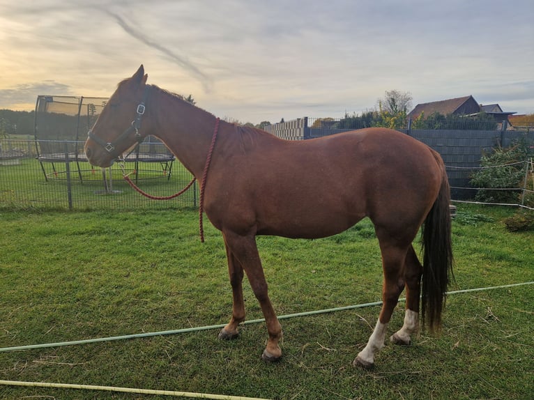 Trotteur allemand Jument 8 Ans 64 cm Alezan in Beelitz