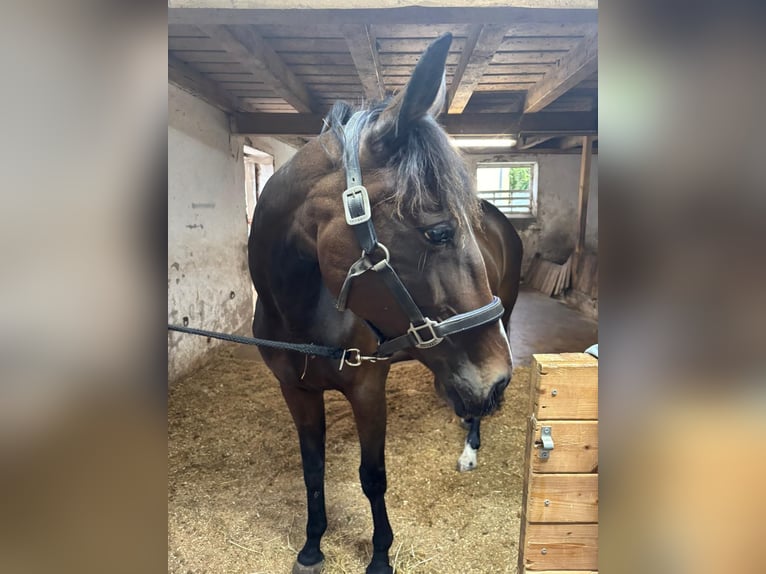 Trotteur allemand Jument 9 Ans 155 cm Bai in Dinkelsbühl