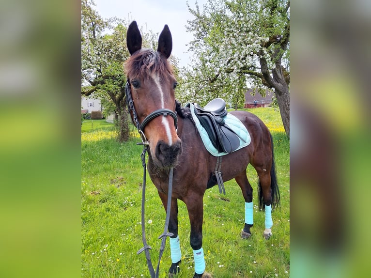 Trotteur allemand Jument 9 Ans 155 cm Bai in Dinkelsbühl