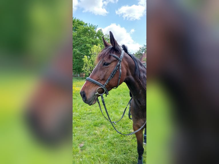 Trotteur allemand Jument 9 Ans 155 cm Bai in Dinkelsbühl