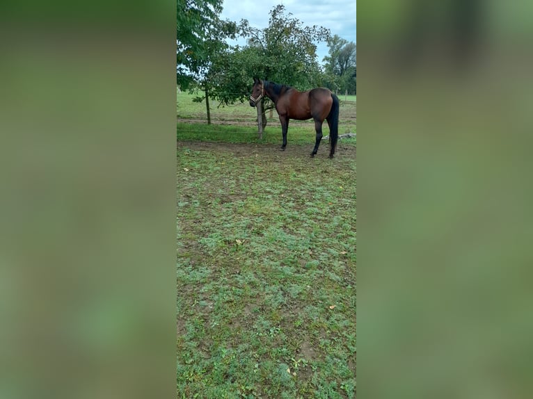 Trotteur allemand Jument 9 Ans 166 cm Bai brun in Karlshuld