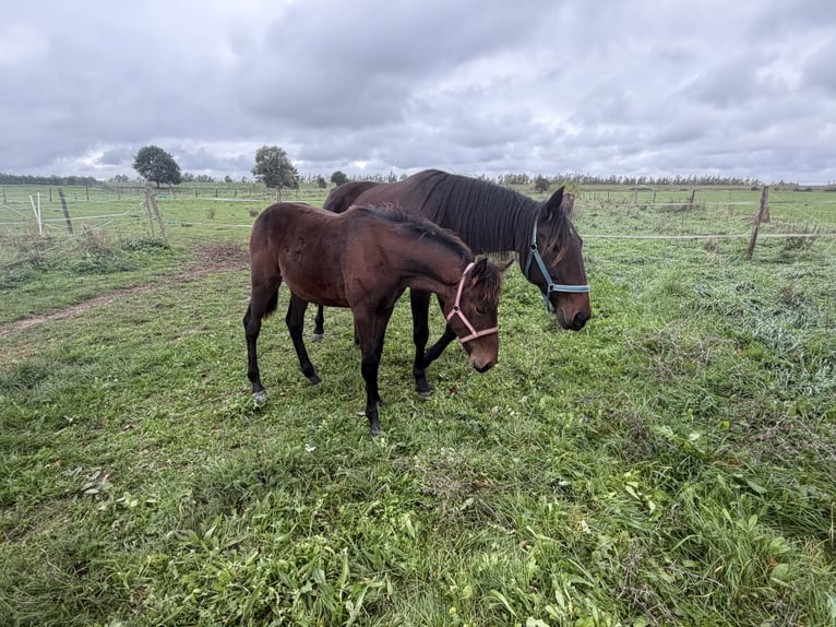 Trotteur allemand Jument Poulain (03/2026) 160 cm Bai brun in Tolkamer